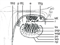 Hamartoma przewodu Gärtnera wargi sromowej mniejszej
